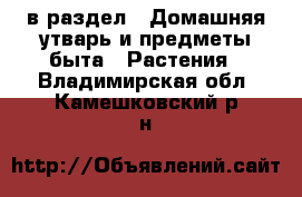  в раздел : Домашняя утварь и предметы быта » Растения . Владимирская обл.,Камешковский р-н